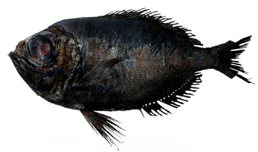 Anoplogaster cornuta_04